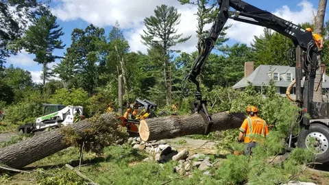 commercial tree care