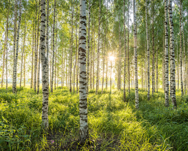 birch trees michigan